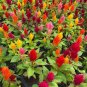 200 Pcs Colorful Pteris Cockscomb Seeds (celosia spicata) Flores Bonsai Flower plantas