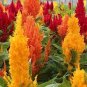 200 Pcs Colorful Pteris Cockscomb Seeds (celosia spicata) Flores Bonsai Flower plantas