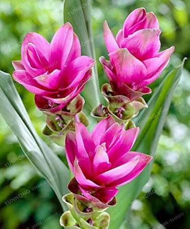 10 Pcs Thailand Curcuma Seeds Called Siam Tulip Seeds