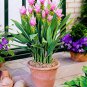 10 Pcs Thailand Curcuma Seeds Called Siam Tulip Seeds