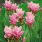 10 Pcs Thailand Curcuma Seeds Called Siam Tulip Seeds