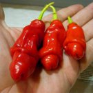 200 PCS Peter Pepper Seeds 200 PCS Peter Pepper Seeds