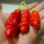 200 PCS Peter Pepper Seeds