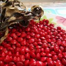 100 Pcs Indian Sandalwood Tree Seeds 100 Pcs Indian Sandalwood Tree Seeds