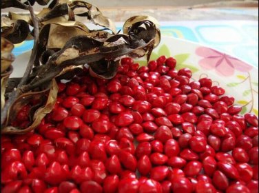 100 Pcs Indian Sandalwood Tree Seeds