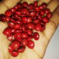 100 Pcs Indian Sandalwood Tree Seeds