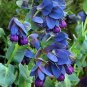 20 Pcs Seeds Honeywort Blue Shrimp Plant Seeds Blue Wax Flowers 'Purpurascens'