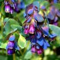 20 Pcs Seeds Honeywort Blue Shrimp Plant Seeds Blue Wax Flowers 'Purpurascens'