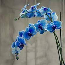 100 Blue Butterfly Orchid Seeds