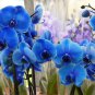 100 Blue Butterfly Orchid Seeds