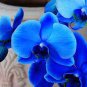 100 Blue Butterfly Orchid Seeds
