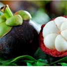 50 Blue Mangosteen Seeds Tropical Sour Sweet Fruit Seeds 50 Blue Mangosteen Seeds Tropical Sour Sweet Fruit Seeds