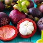 50 Blue Mangosteen Seeds Tropical Sour Sweet Fruit Seeds