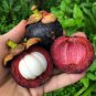 50 Blue Mangosteen Seeds Tropical Sour Sweet Fruit Seeds