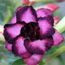5 PCS The Dreamlike Adenium Obesum seeds