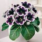 100 PCS Gloxinia Seeds Sinningia Gloxinia Flower