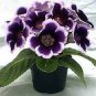 100 PCS Gloxinia Seeds Sinningia Gloxinia Flower