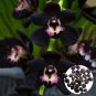 100 PCS Rare Black Orchid Flower Seeds Exotic Orchid
