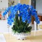 100 PCS Blue Butterfly Orchid Seeds