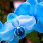 100 PCS Blue Butterfly Orchid Seeds