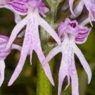 100 PCS Seeds Rare Human Face Orchid Perennial Plant Flowers 100 PCS Seeds Rare Human Face Orchid Perennial Plant Flowers