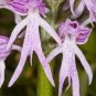 100 PCS Seeds Rare Human Face Orchid Perennial Plant Flowers