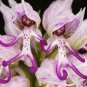 100 PCS Seeds Rare Human Face Orchid Perennial Plant Flowers