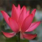 1 PCS Nelumbo Nucifera Dark Red Lotus Flowers New Variety
