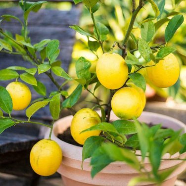 30 PCS Bonsai Yellow Green Lemon Tree Seeds