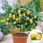 30 PCS Bonsai Yellow Green Lemon Tree Seeds
