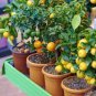 30 PCS Bonsai Yellow Green Lemon Tree Seeds