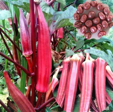 40 pcs Red Okra Seeds