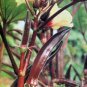 40 pcs Red Okra Seeds