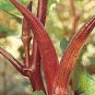 40 pcs Red Okra Seeds