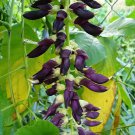 5 PCS Heirloom Mucuna Pruriens Seeds