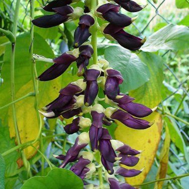 5 PCS Heirloom Mucuna Pruriens Seeds