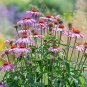 100 PCS 'May Jay' Red Purple Coneflower Echinacea purpurea Flower Seeds