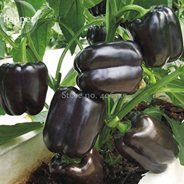 50 PCS Heirloom Black Giant Sweet Bell Pepper Hybrid F1 Vegetables Seeds