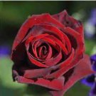 50 PCS Louis Xiv Rose seeds Perennials Seeds