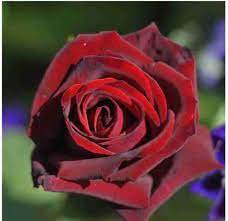 50 PCS Louis Xiv Rose seeds Perennials Seeds