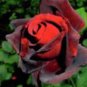 50 PCS Louis Xiv Rose seeds Perennials Seeds