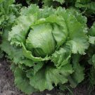 5 PCS Hongkong Ice Berg Lettuce Seeds