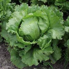 5 PCS Hongkong Ice Berg Lettuce Seeds