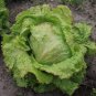 5 PCS Hongkong Ice Berg Lettuce Seeds