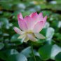 7 PCS Seeds Mixed Red Pink Nelumbo Nucifera Lotus Flower Laritek