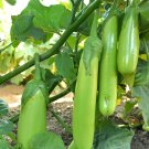 280 PCS Heirloom New Optimized Big Green Eggplant Vegetable Organic Seeds 280 PCS Heirloom New Optimized Big Green Eggplant Vegetable Organic Seeds