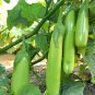 280 PCS Heirloom New Optimized Big Green Eggplant Vegetable Organic Seeds
