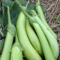 280 PCS Heirloom New Optimized Big Green Eggplant Vegetable Organic Seeds