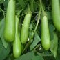 280 PCS Heirloom New Optimized Big Green Eggplant Vegetable Organic Seeds