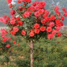 50 PCS Light Fragrant 'Garnet' Rose Bonsai Flowers Seeds 50 PCS Light Fragrant 'Garnet' Rose Bonsai Flowers Seeds
